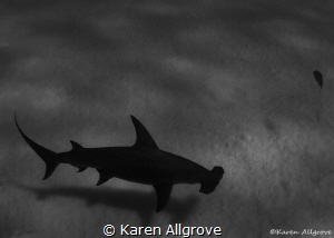Silhouette by Karen Allgrove 